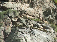 La fauna della gola - stambecco