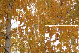 Sigma AF 70-300mm chromatic aberration sample