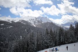 Ели вдоль трассы