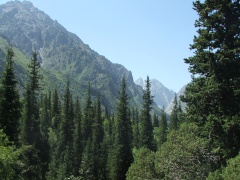 Abeti, fitta vegetazione e alte montagne