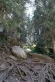 Еловые корни проросшие возле водопада