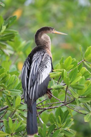 Fauna of Laguna Guanaroca 04.jpg