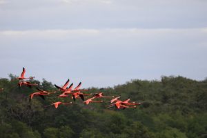 Fauna of Laguna Guanaroca 02.jpg