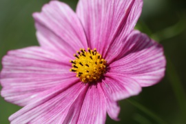 Focal length 190mm; f/7,1; exposure 1/500 sec.; ISO 100