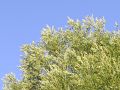 При приближении снимка видим эффект аберраций