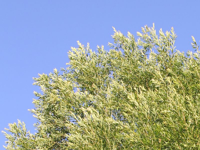 File:Canon 40mm aberrations.jpg