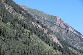 Spruce forests of the gorge