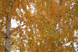 Original image with the effect